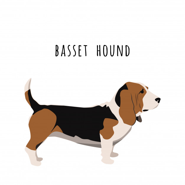 626x626 Simple Basset Hound Vector Illustration Vector Premium Download