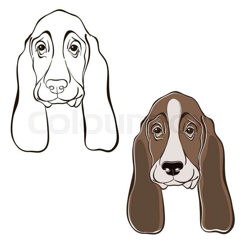 800x800 Vector Set Of Basset Hound's Face Stock Vector Colourbox