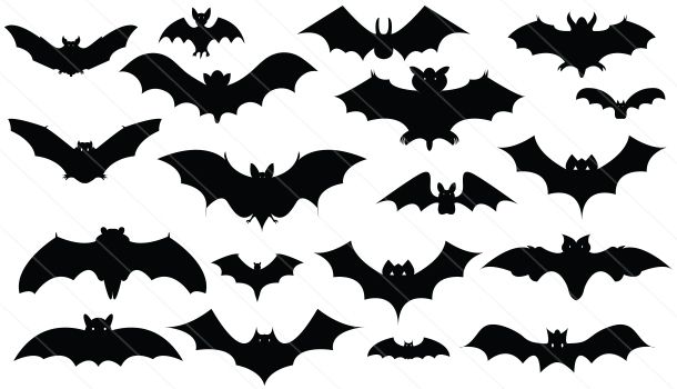 610x350 Bats Silhouette Vector