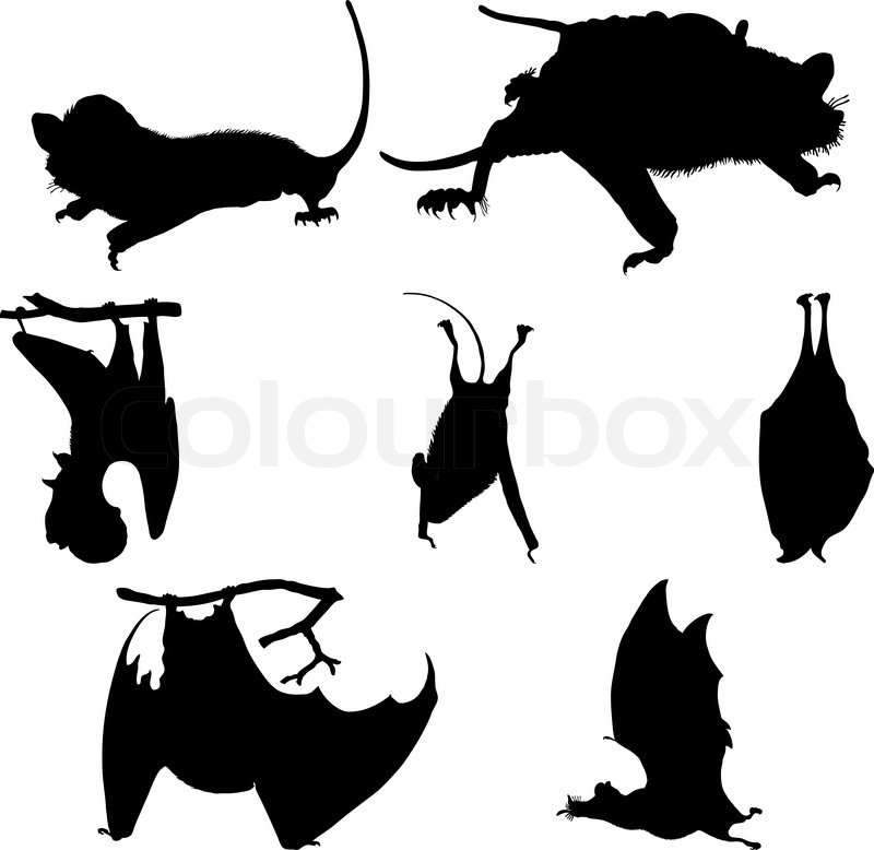 800x778 Collection Of Bats Silhouettes Vector Stock Vector Colourbox