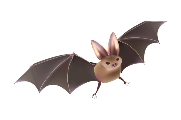 626x414 Bats Vectors, Photos And Free Download