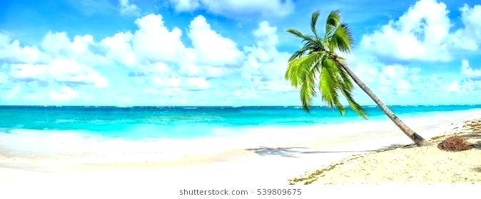 Stickers Palm Tree Beach Scene Vector Drunktester 674x280 Stickers Palm Tree Beach Scene Vector Drunktester