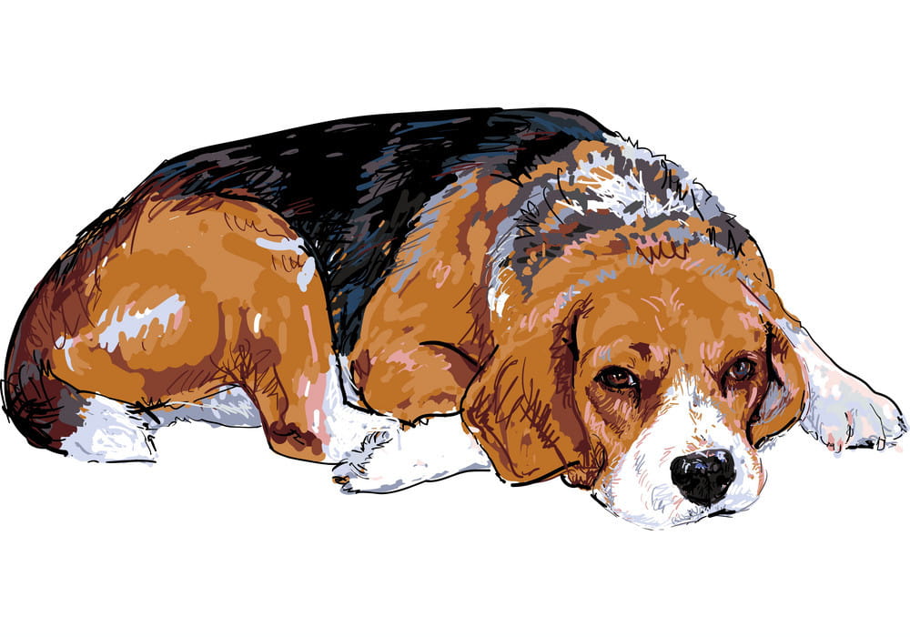 1000x700 Beagle Vector Free Graphics Uihere