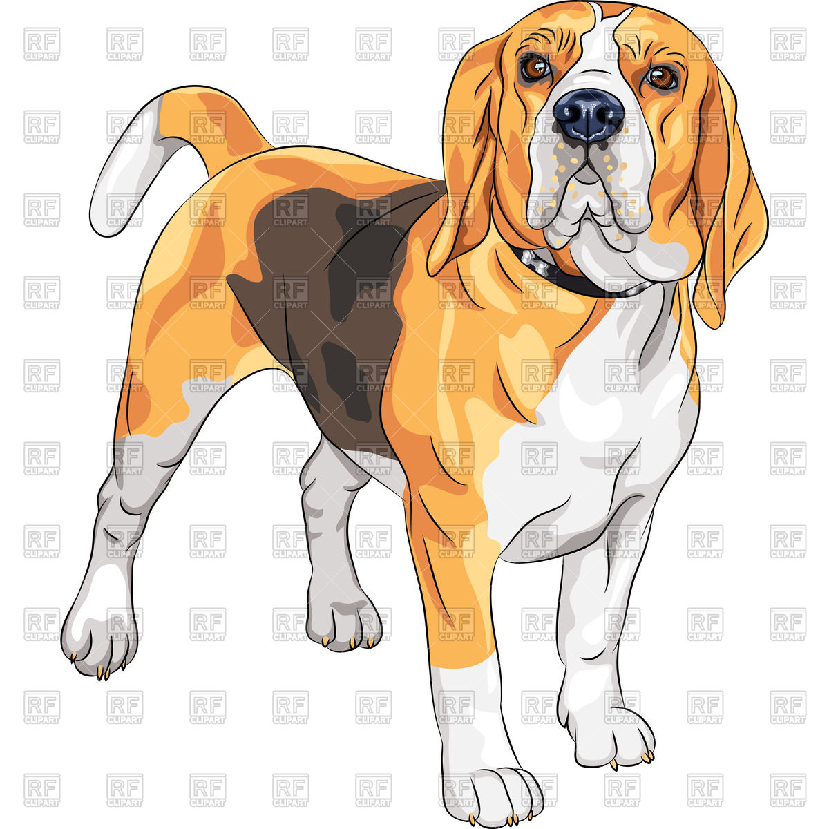 1200x1200 Color Sketch Of The Dog Of Beagle Breed Vector Image Of Plants
