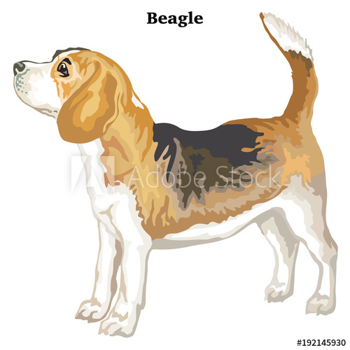 500x500 Colored Decorative Standing Portrait Of Beagle Vector Illustration