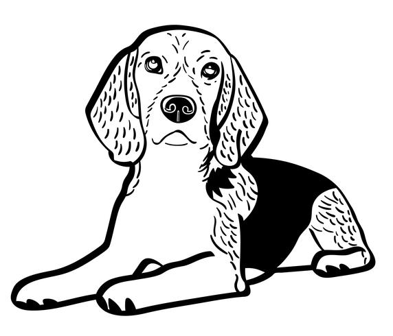 572x490 Beagle Dog Vector
