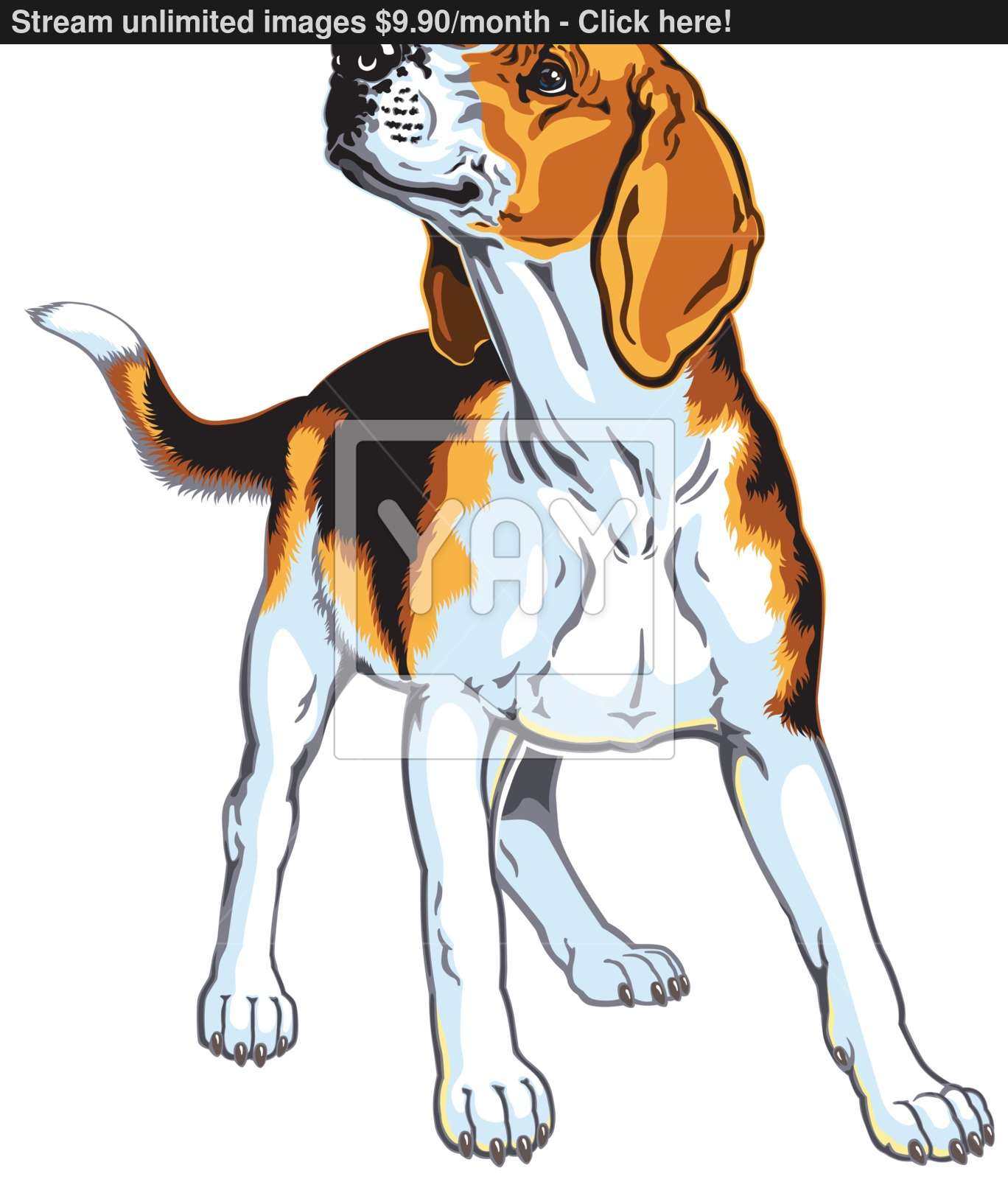 1368x1600 Beagle Vector