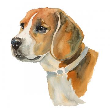 360x360 Beagle Png, Vector, And Clipart With Transparent Background
