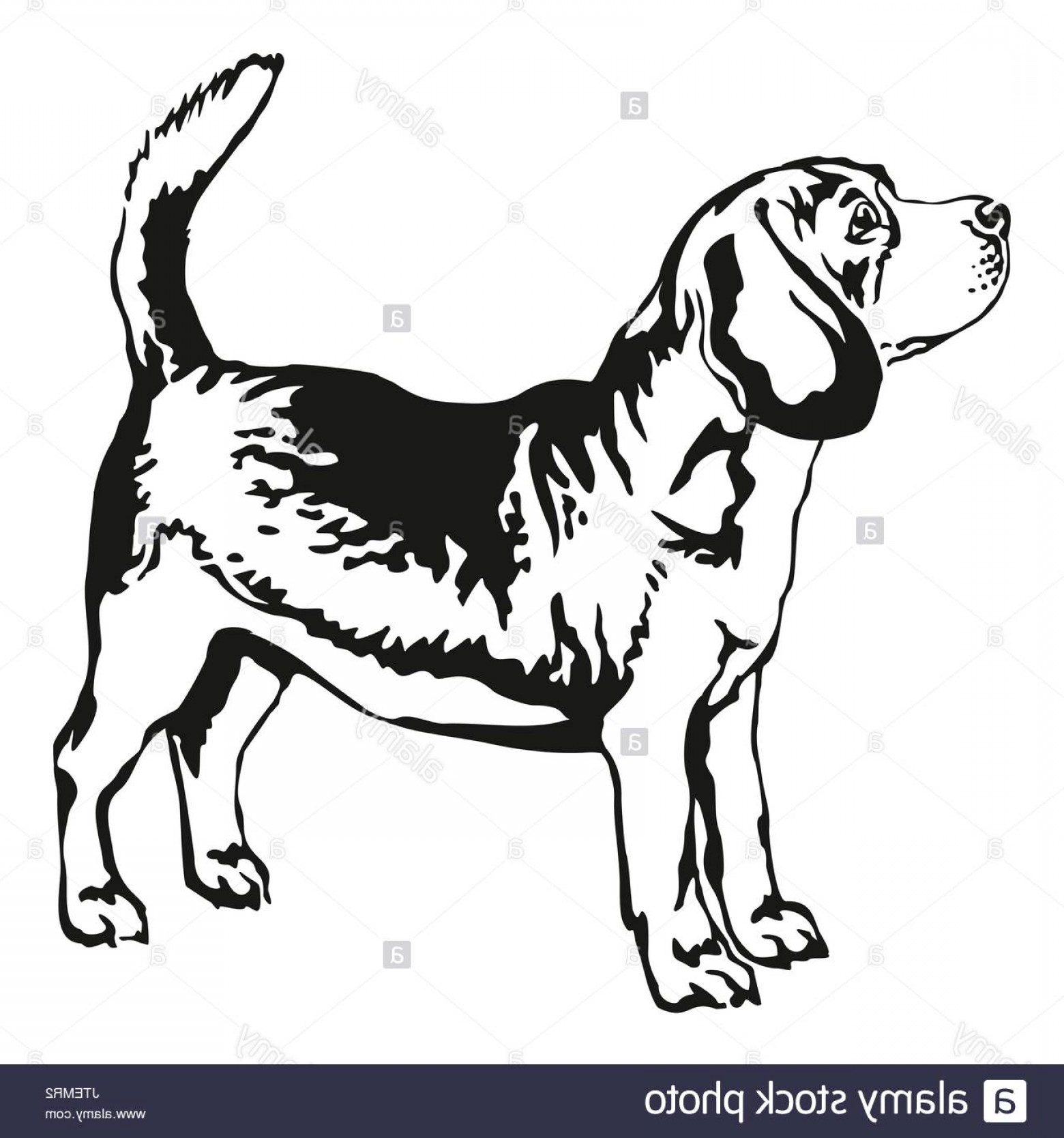 1560x1668 Beagle Vector Art Studiogrfx