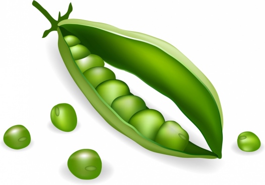 526x368 Green Beans Free Vector Download