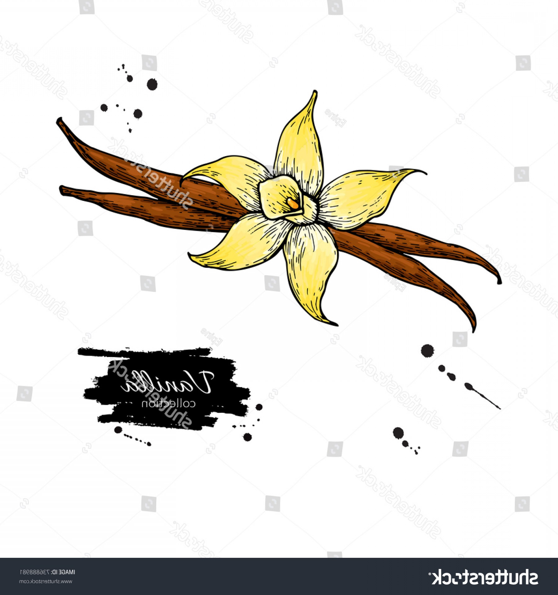1800x1920 Vanilla Flower Bean Stick Vector Drawing Catchsplace
