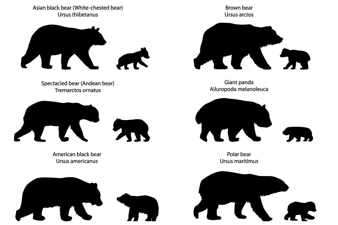 Silhouettes Of Bears And Bear Cubs Vector Wild Animal Mammal 1160x772 Silhouettes Of Bears And Bear Cubs Vector Wild Animal Mammal