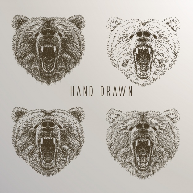 626x626 Bear Head Vectors, Photos And Free Download
