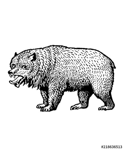 Bear Illustration Vector