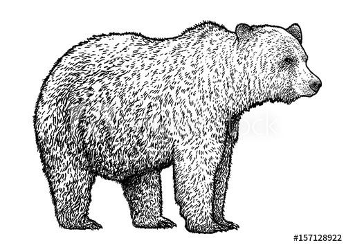 500x354 Bear Illustration, Drawing, Engraving, Ink, Line Art, Vector