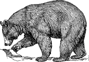 300x210 Black Bear Clip Art Open Source, Free Drawing Inspiration Bear