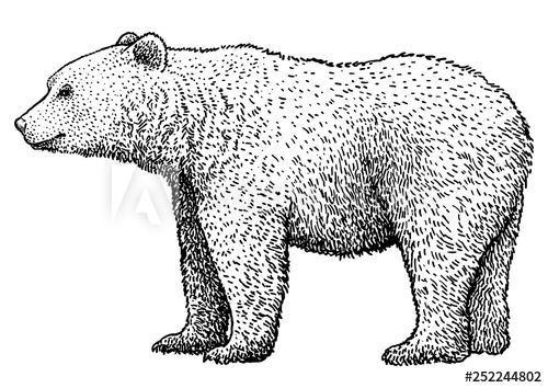 500x354 Brown Bear Illustration, Drawing, Engraving, Ink, Line Art, Vector