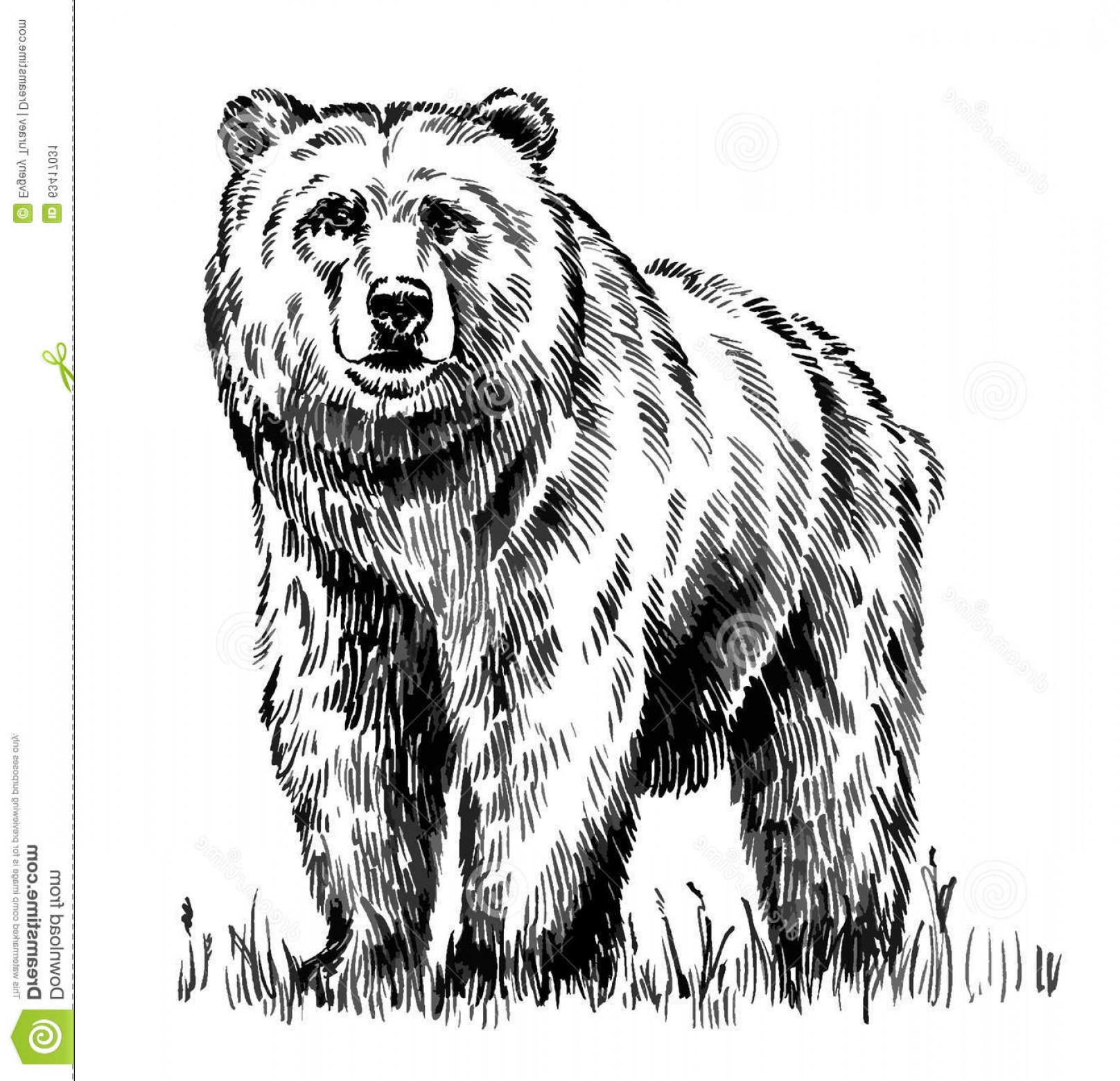 1616x1560 Stock Illustration Black White Engrave Isolated Vector Bear Ink