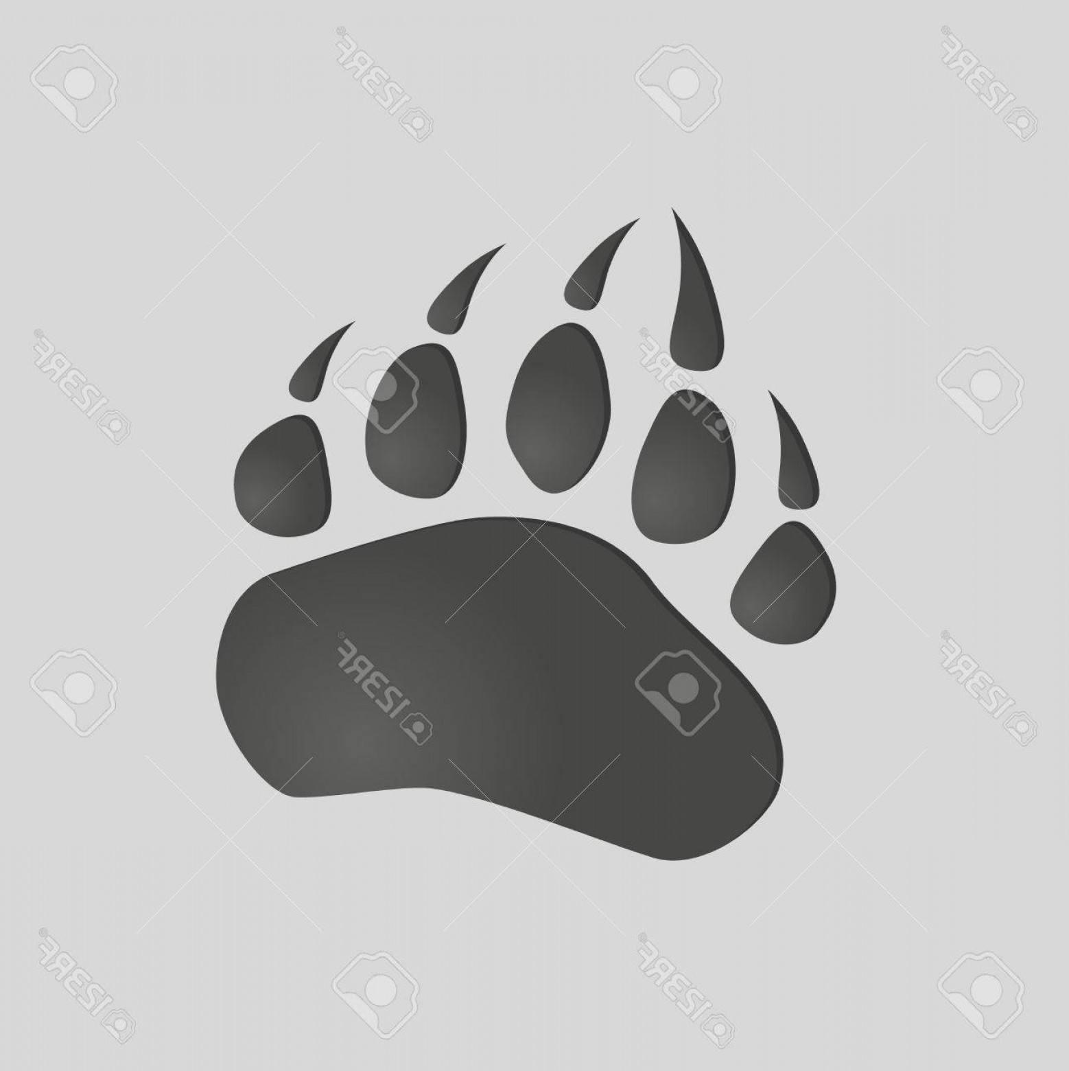 Photostock Vector Animals Footprints Bear Paw Isolated 1558x1560 Photostock Vector Animals Footprints Bear Paw Isolated