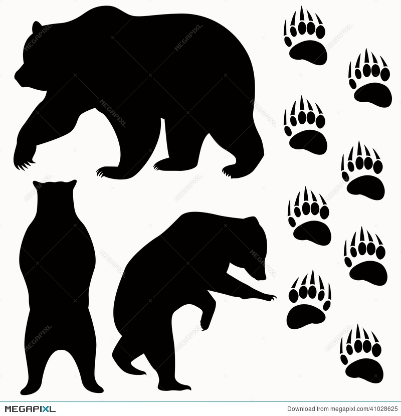 800x830 Bear Vector Illustration