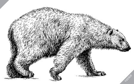 450x282 Black And White Engrave Isolated Bear Vector Illustration Royalty