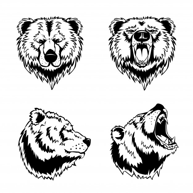 626x626 Bear Vectors, Photos And Free Download