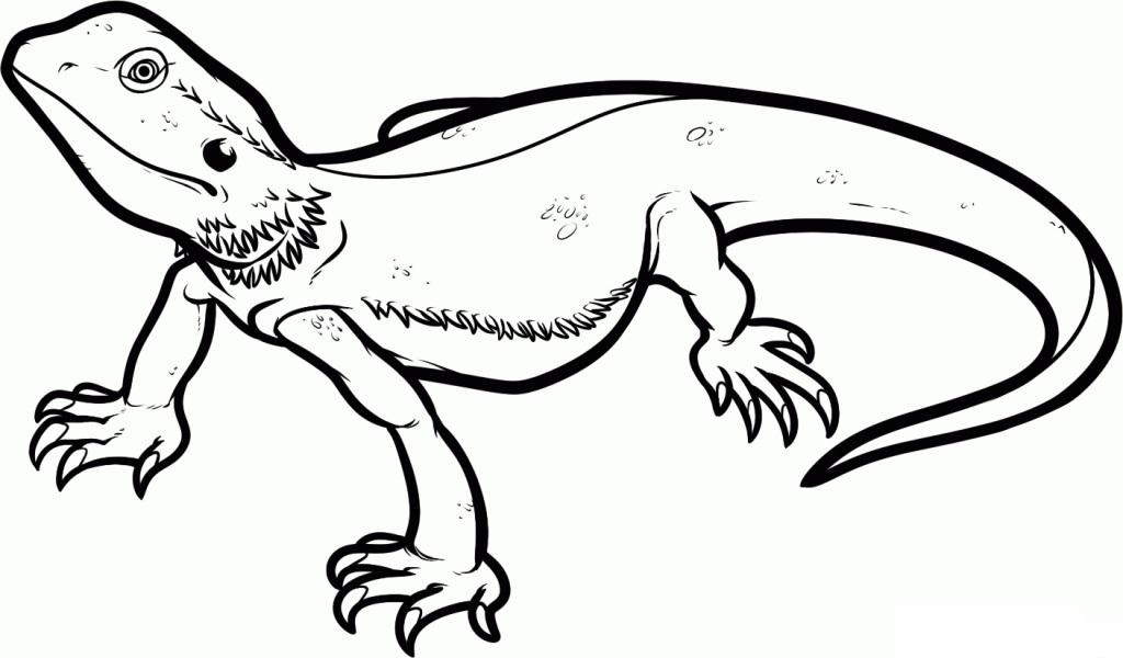1024x600 Clipart Bearded Dragon