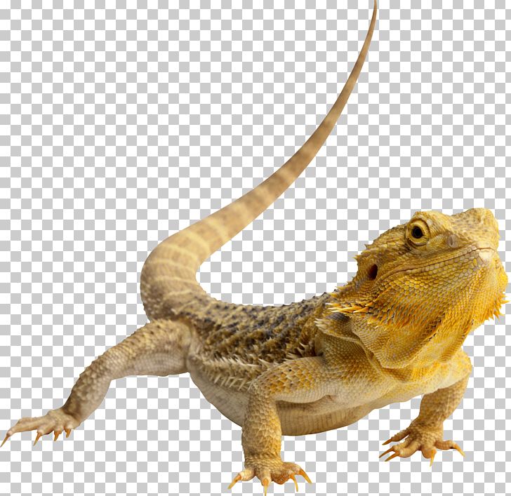 Bearded Dragon Vector At Vectorified.com | Collection Of Bearded Dragon ...