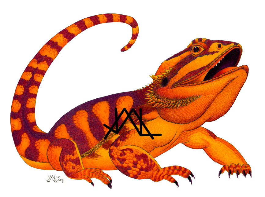 866x645 Huge Collection Of 'bearded Dragon Clipart' Download More Than