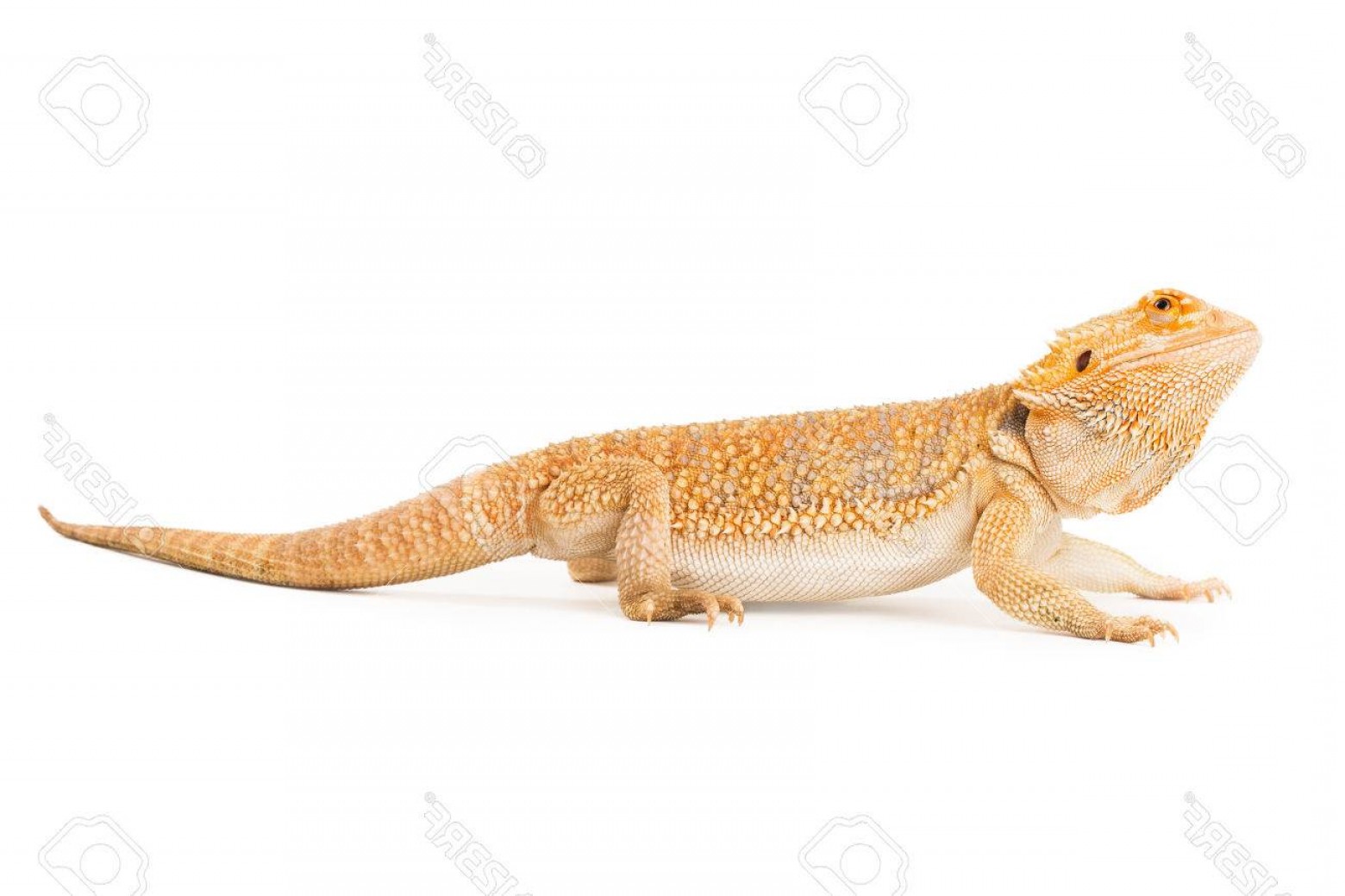 1560x1039 Photoside View Of A Bearded Dragon On White Geekchicpro
