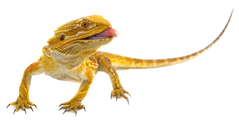 469x240 Search Photos Bearded Dragon