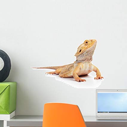 425x425 Wallmonkeys Bearded Dragon Wall Decal Peel And Stick