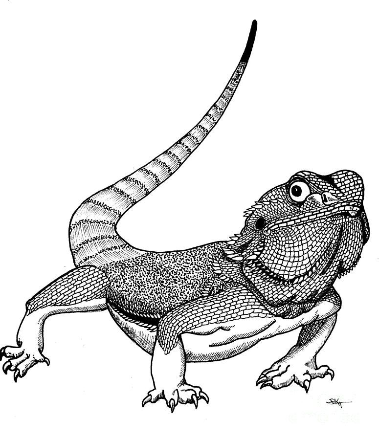 775x900 View Gallery With Bearded Dragon Drawing Images Art