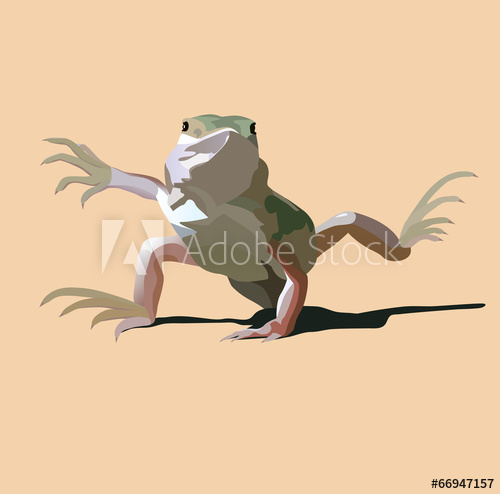 500x494 Bearded Dragon