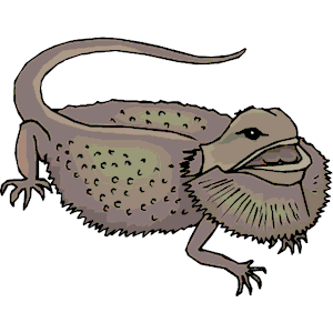 300x300 Bearded Dragon Clipart, Cliparts Of Bearded Dragon Free Download