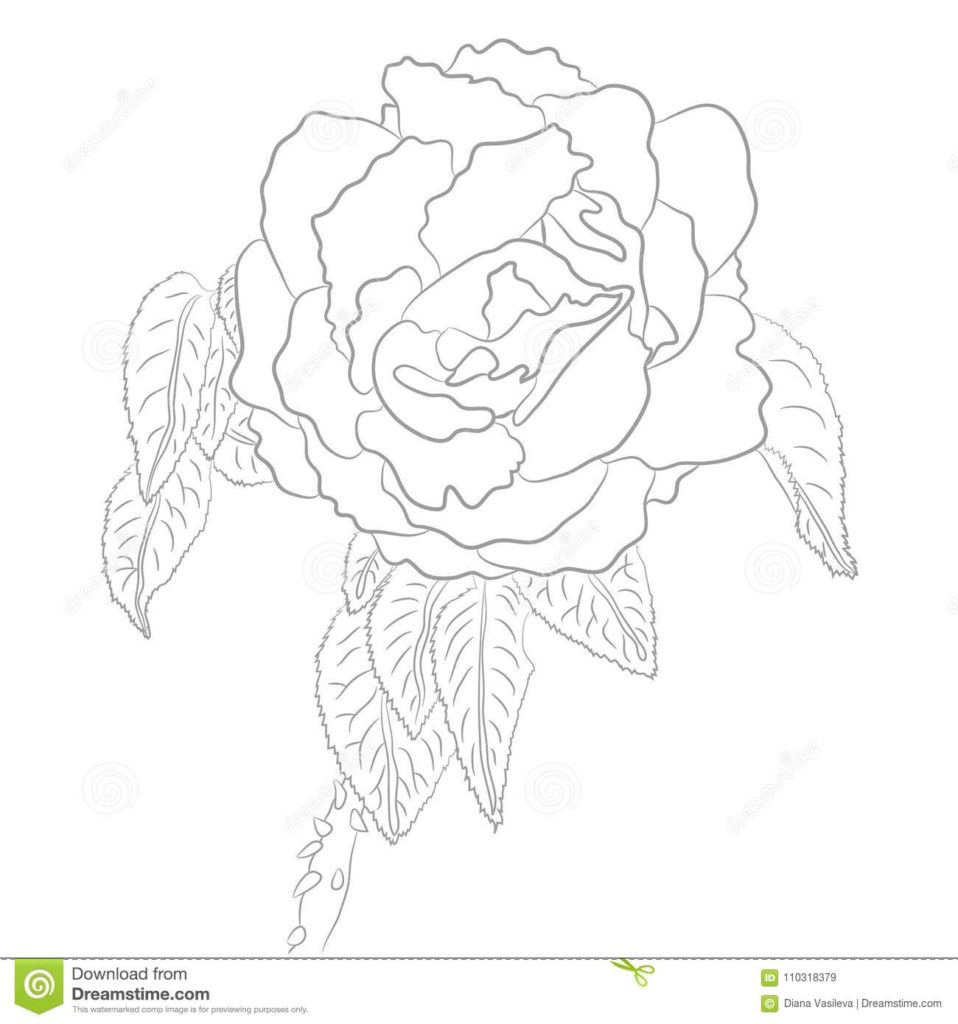 958x1024 Coloring Vector Drawing Of Rose For Coloring Book Stock