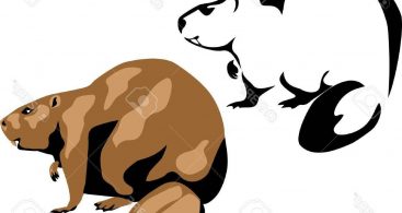 367x195 Beaver Vector Archives