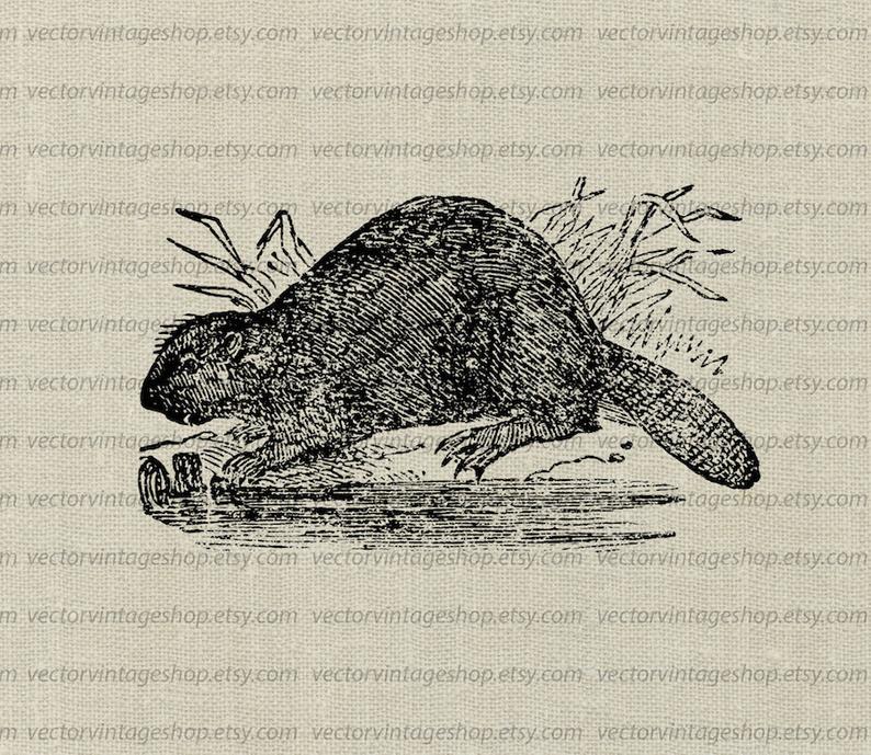 794x689 Beaver Vector Clipart Instant Download Wild Animal Mammal Etsy