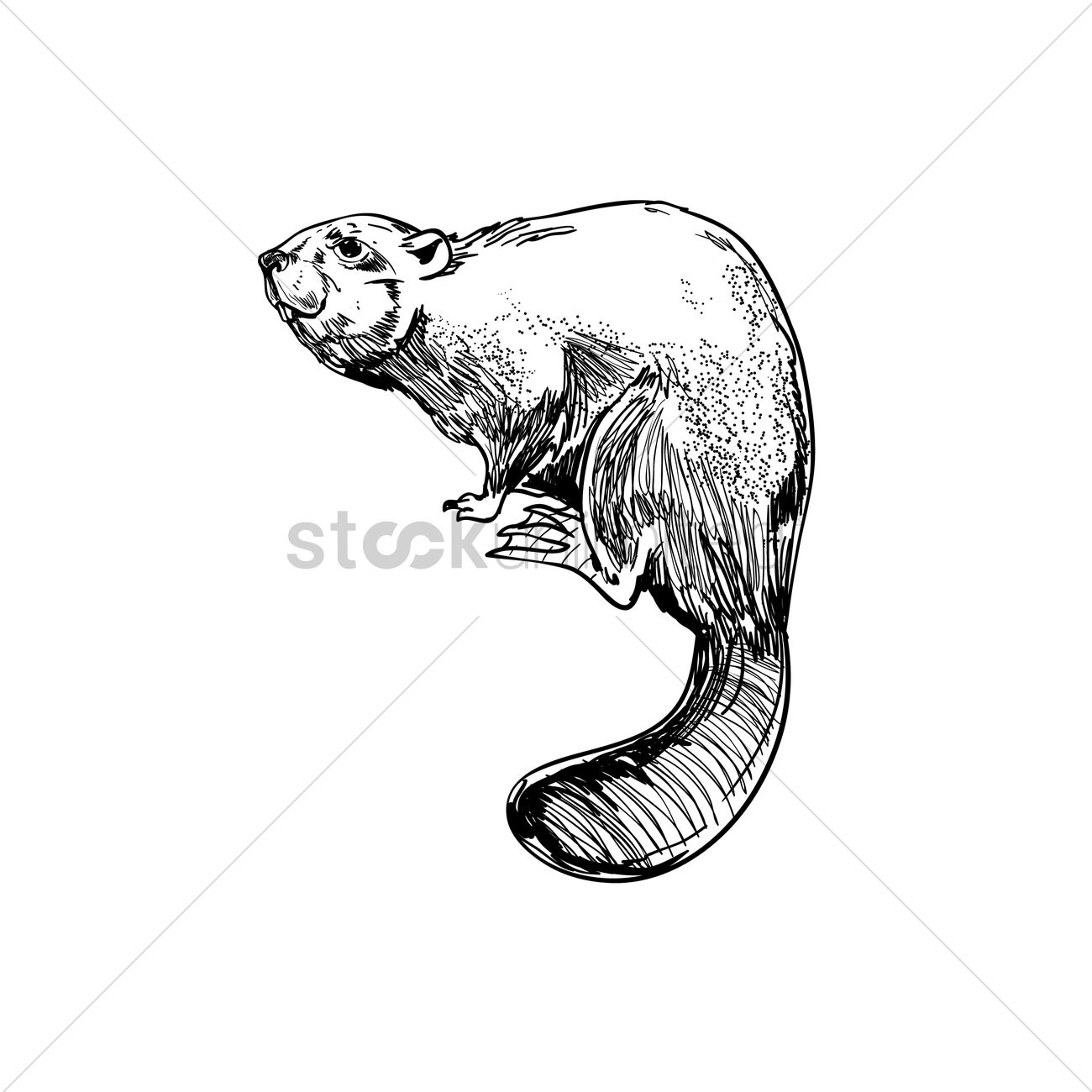 1300x1300 Beaver Vector Image