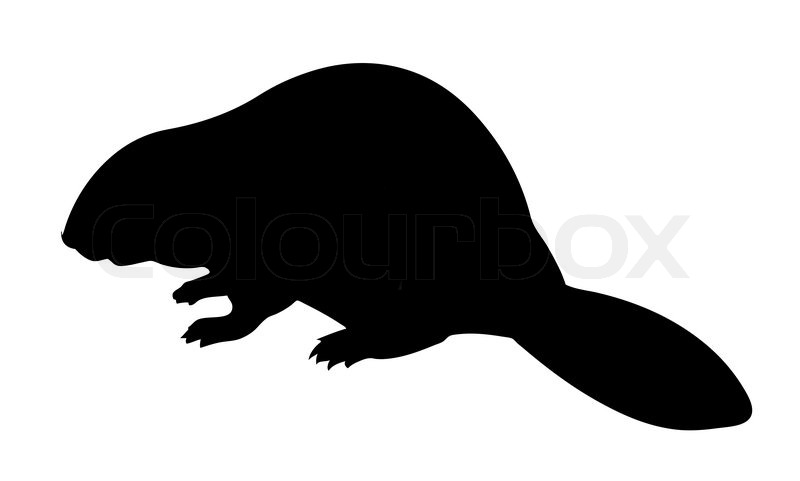 800x481 Vector Silhouette Beaver On White Stock Vector Colourbox