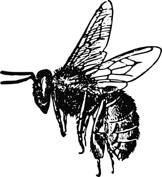 546x596 Bee Clip Art Free Vector In Open Office Drawing