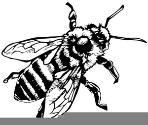 300x252 Honey Bee Clipart Black And White Free Images
