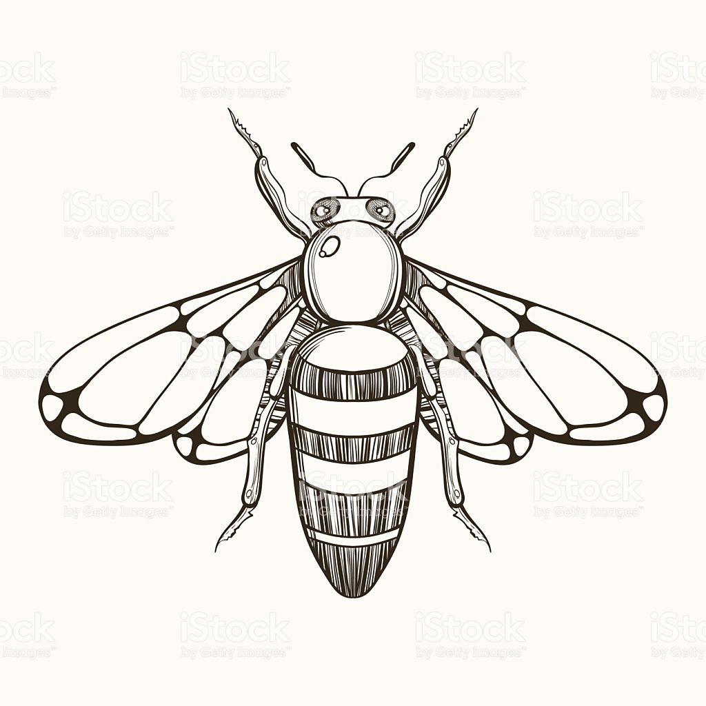 1024x1024 Hand Drawn Engraving Sketch Of Bee Vector Illustration For Tattoo