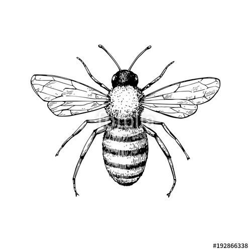 500x500 Honey Bee Vintage Vector Drawing Hand Drawn Isolated Insect Ske