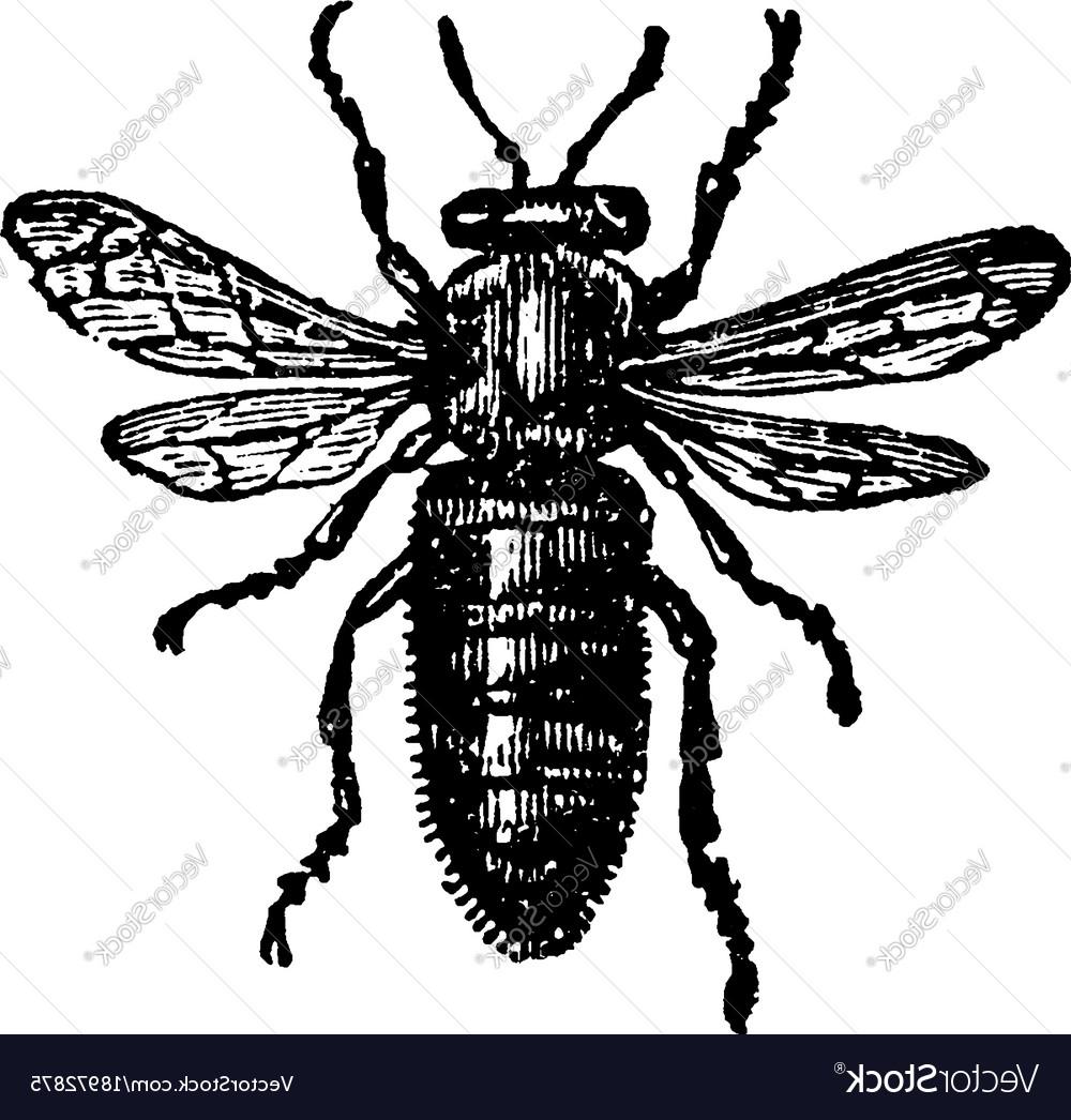 Top Vintage Bee Logo Vector Cdr Free Vector Art, Images 1000x1046 Top Vintage Bee Logo Vector Cdr Free Vector Art, Images