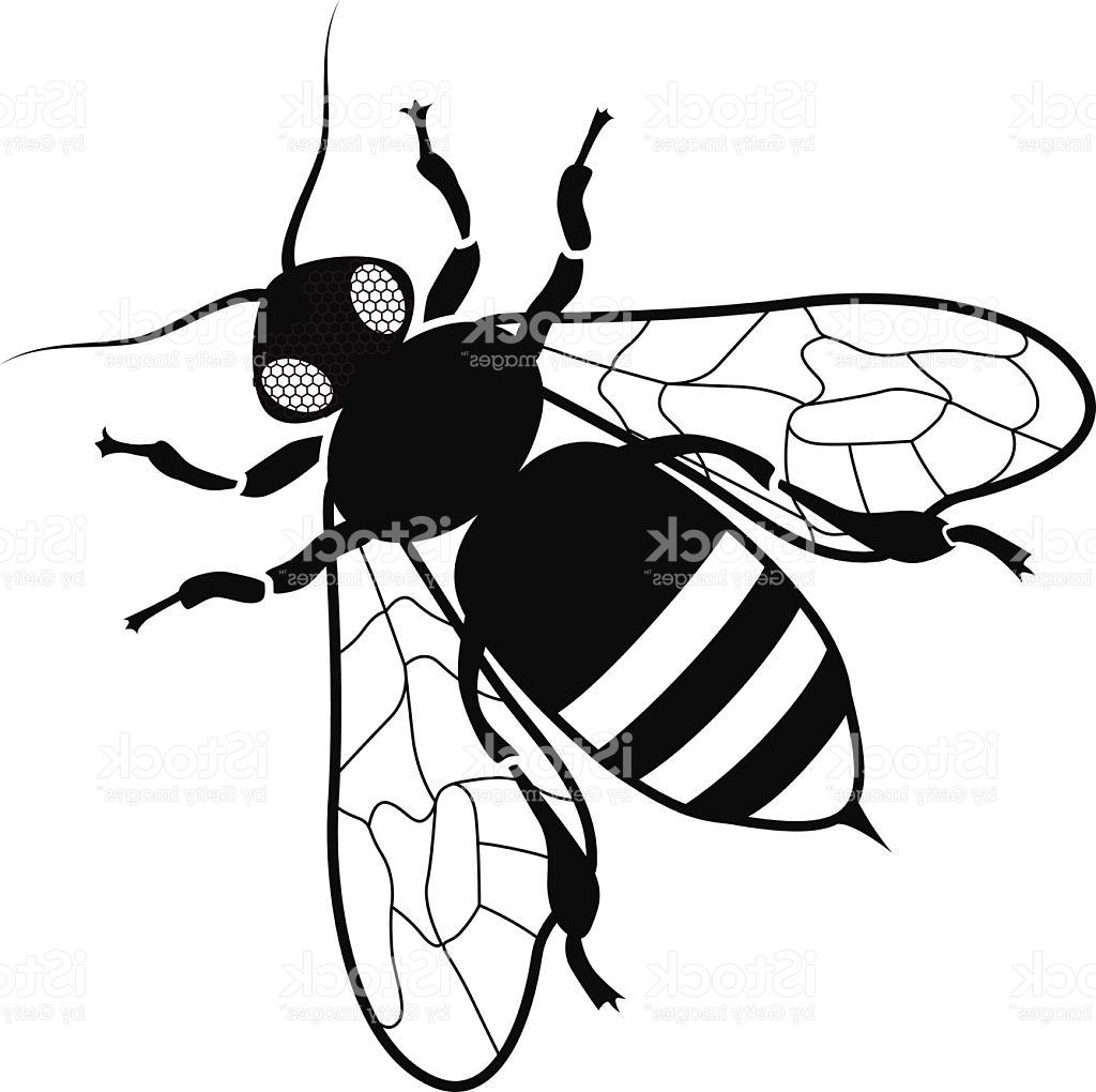 1024x1020 Best Honey Bee Black And White Vector Art Image Free Vector Art