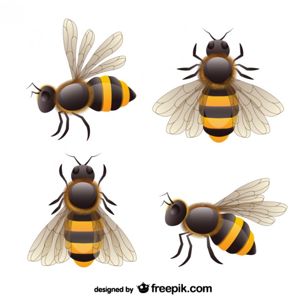626x626 Bee Vectors, Photos And Free Download