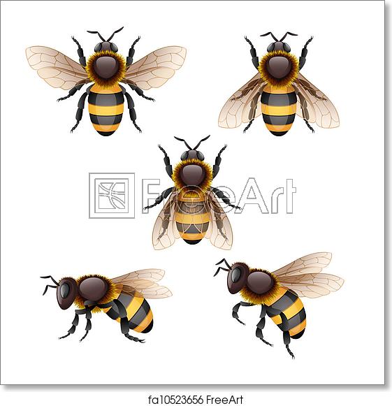 561x581 Free Art Print Of Bee Vector Illustration