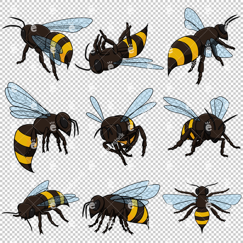 800x800 Realistic Bee Collection Vector Cartoon Clipart