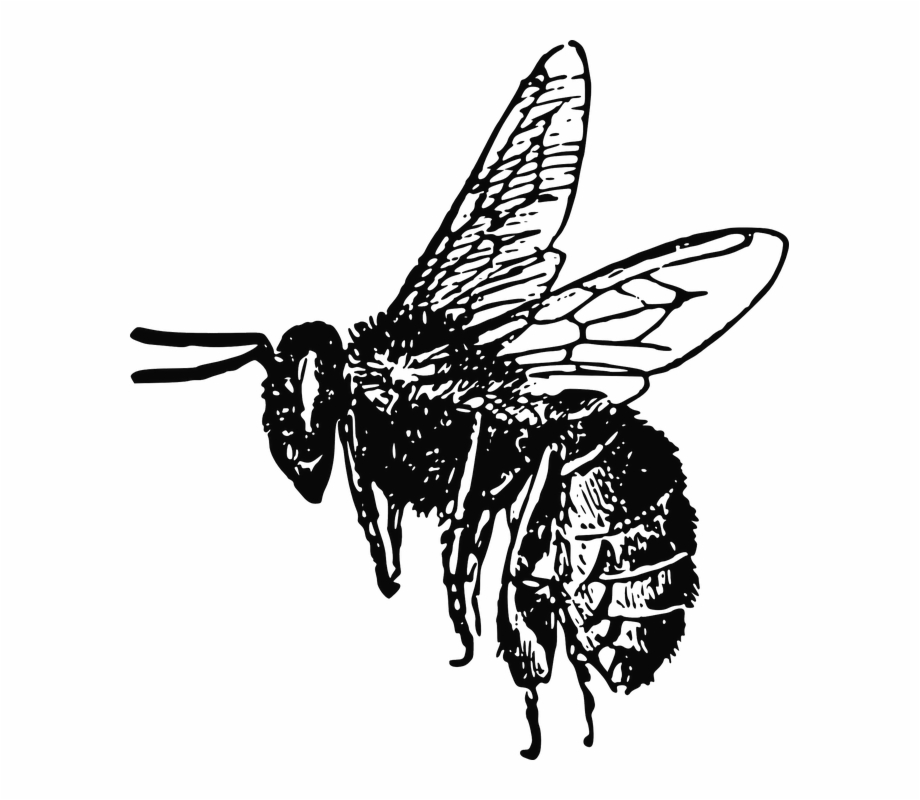 Bee Vector at Vectorified.com | Collection of Bee Vector free for ...